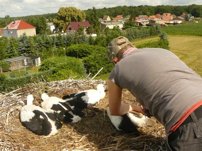 St Rche Und Storchenhorste Im Uecker Randow Kreis Seite